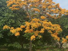 -中国科学院西双版纳热带植物园