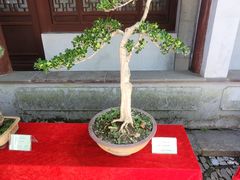 -秋霞圃