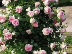 -上海农商银行(平凉路支行)