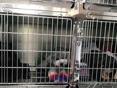 -宠福鑫康馨动物医院·骨科·眼科