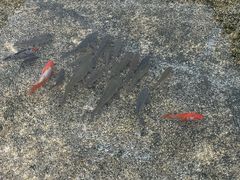 -锦欣爱天使托育园(狮子山园)