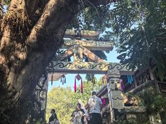 -西双版纳原始森林公园