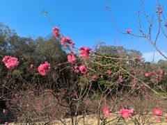 -南国桃园旅游度假区