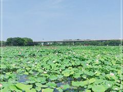 -荷塘月色湿地公园·向阳花洲