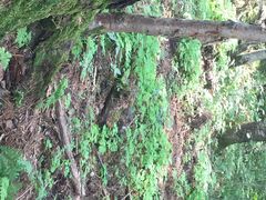 iphone_upload_pic-五营红松林海景区