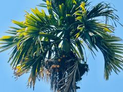 -三亚南山文化旅游区