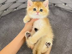 -lincat·猫舍(广州店)