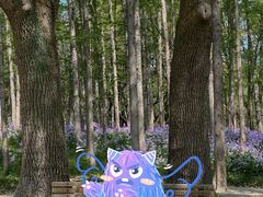 -上海共青森林公园