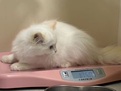 -佳雯宠物医院·皮肤科·内外科(春晓路分院)