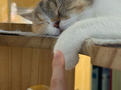 -平行世界·猫咖(首经贸店)