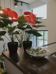 前台-艾嘉形象