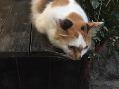 山色西餐厅-山色柴火烤披萨·西餐·窑炉披萨