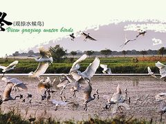-大湾区中央湿地公园