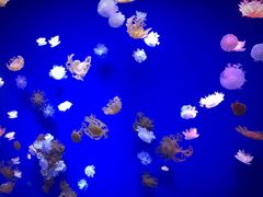 -芜湖新华联大白鲸海洋公园