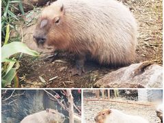 -红山森林动物园