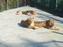 -栾川竹海野生动物园