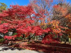 -西芳寺(苔寺)