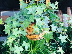 -秦美花卉(天朗·莱茵小城2期店)