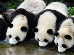 -西安秦岭野生动物园