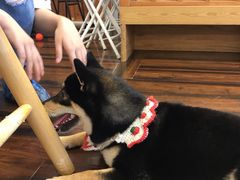 -豆柴町-柴犬主题狗咖(红鼎国际C座店)