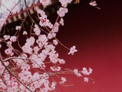 -桃花堤公园
