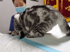 -半岛宠物医院24小时(科华中路店)
