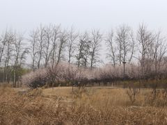 -马家湾湿地公园