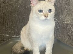 -猫猫幼稚园·撸猫·桌游·电玩
