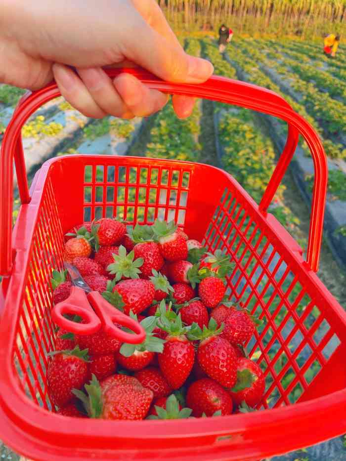 兴旺草莓园(番禺分园)-"亚运大道修路,弄得不太好找,停车就停在路.