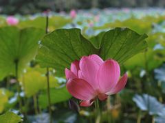 -石家庄市植物园