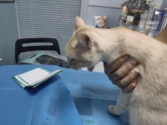 -纳吉亚猫专科动物诊疗中心(蒋宅口分院)