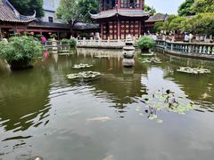 -碧江金楼