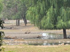 -北京麋鹿生态实验中心