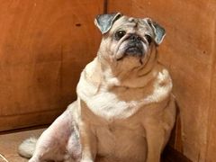 -Silly Dog Coffee(滨江店)