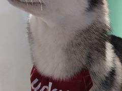 -Husky Go! 哈士奇体验馆·宠物咖啡厅狗咖