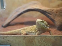 -Rabbit Cafe私房西餐甜点咖啡(栖霞路店)