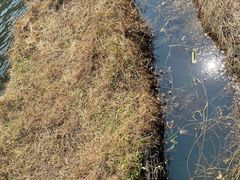 -腾冲北海湿地