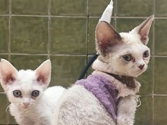 -帕帕拉兹宠物(亚洲旗舰店)