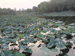 -新江湾城公园