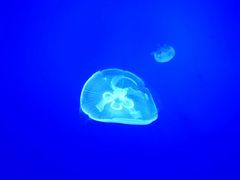 -暹罗海洋世界