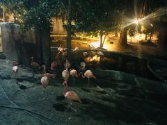 -清迈夜间动物园