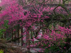-杭州植物园