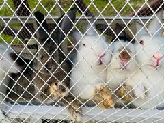 -潭柘厚院&山顶烤肉(潭柘寺店)