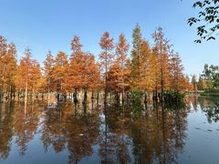 -白鹭湾湿地公园
