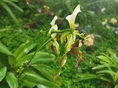-中国科学院西双版纳热带植物园