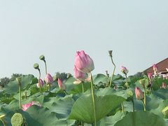 -白洋淀景区