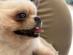 -怪兽屋·羊驼·猫咖·狗咖(俊华广场店)