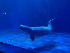 -多彩贵州城极地海洋世界