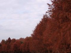 -上海海湾国家森林公园