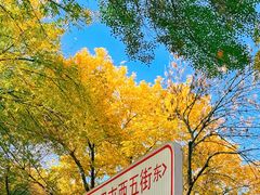 -三里屯东五街银杏大道